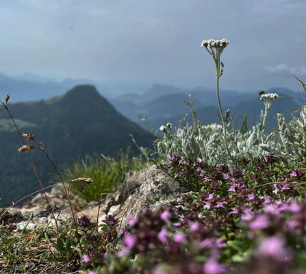 Blumen am Kitzstein-Gipfel