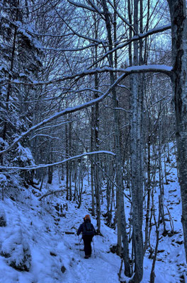 Bergauf durch den Wald vom Moserboden zur Ebersberger Alm