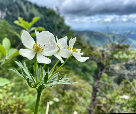 Alpen-Berghähnlein