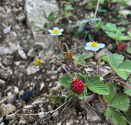 Wald-Erdbeeren