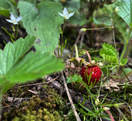 Walderdbeeren
