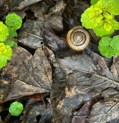 Stilleben mit Schnecke