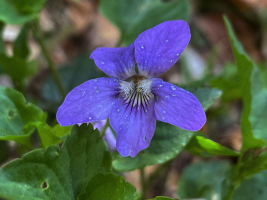 Sommerblumen