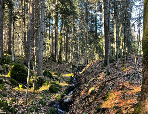 Im Märchenwald Ruhpolding