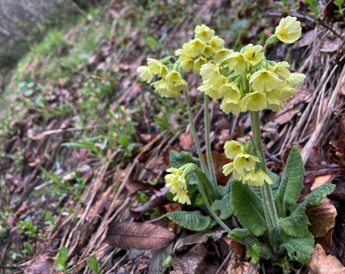 Schlüsselblumen
