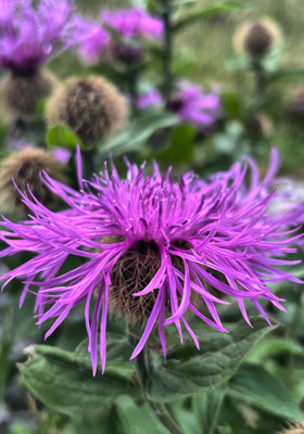Sommerblumen