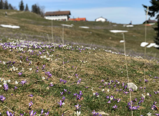 Krokusblüte an den Daffnerwald-Almen