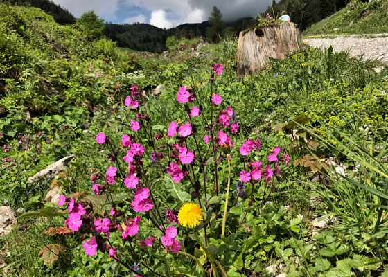 Sommerblumen