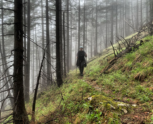 Auf schmalen Pfaden durch den Bergwald