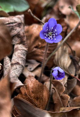 Leberblümchen