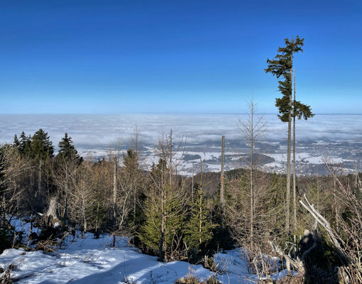 Aussicht vom Scheichenberg