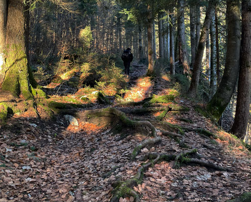 Im Märchenwald Ruhpolding