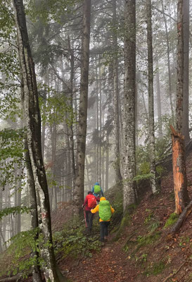 Aufstieg durch nebligen Bergwald