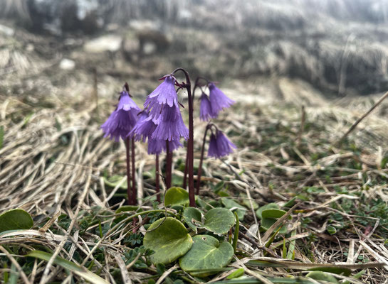 Frühlingsblumen