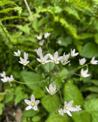 Sommerblumen
