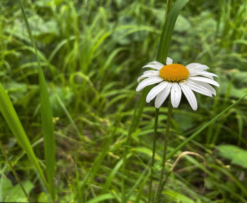 Sommerblumen