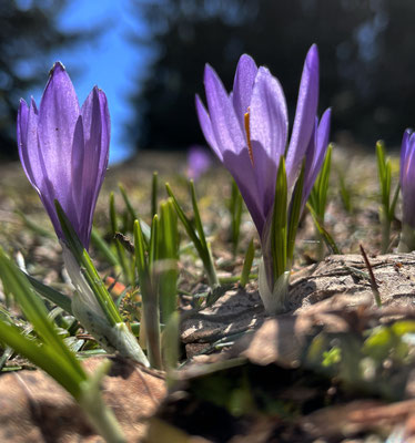 Krokusse