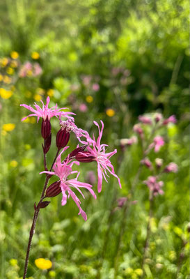 Sommerblumen