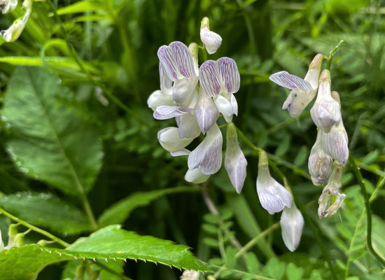 Blumen im Bergwald