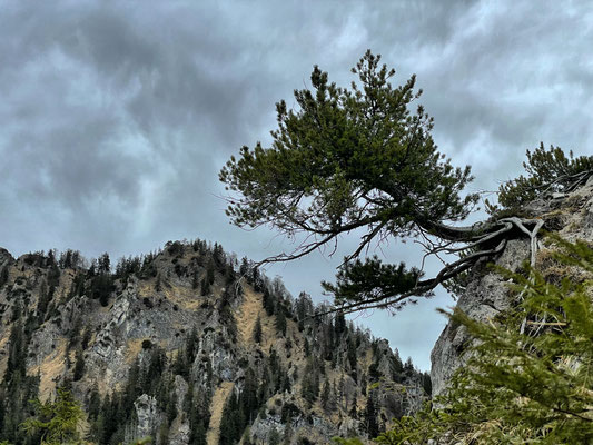 Baum am felsigen Aufbau des Kemeikopf