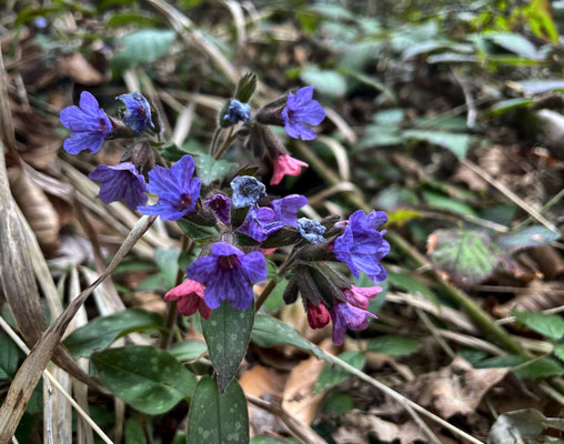 Frühlingsblumen