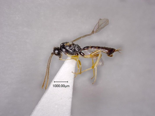 Stilbops michinokuensis Watanabe & Maeto, 2012 ミチノクチビマルヒメバチ ♀ [holotype]