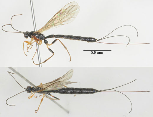 Pimplaetus crassigenus (Uchida, 1928) ホソハラフシヒメバチ ♀ [det. So SHIMIZU]