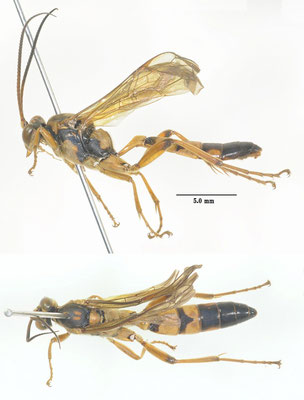 Amblyjoppa basalis (Uchida, 1925) モトキヒメバチ [det. So SHIMIZU]