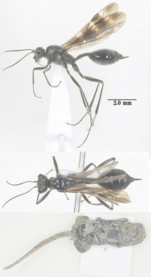 Agriotypus gracilis Waterston, 1930 ミズバチ　[det. So SHIMIZU]