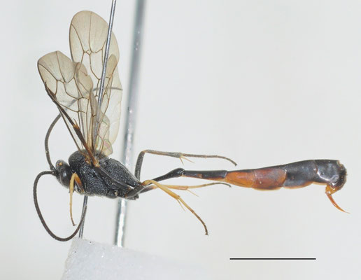 Casinaria matsuyamensis (Uchida, 1928) マツヤマチビアメバチ　[det. So SHIMIZU]