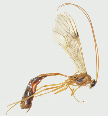 Leptophion septentrionis Shimizu & Watanabe, 2015 オオウスモンアメバチ　Holotype