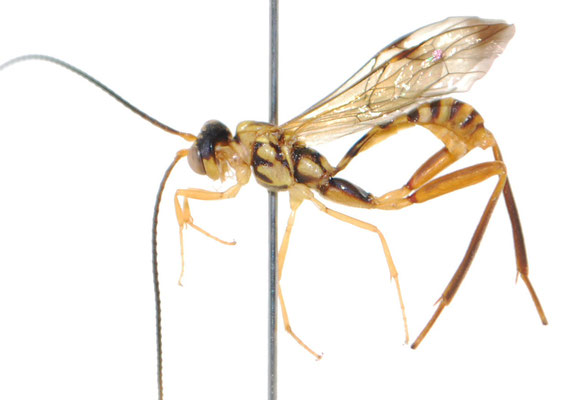 Spilopteron tosaensis (Uchida, 1934) トサケンヒメバチ ♂ [Det. Masato ITO]