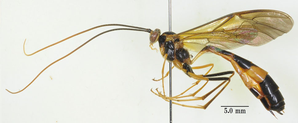 Stauropoctonus bombycivorus (Gravenhorst, 1829) マダラオオアメバチ [det. So SHIMIZU]