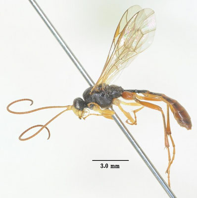 Hadrodactylus orientalis Uchida, 1930 トウヨウマルヒメバチ[det. So SHIMIZU]