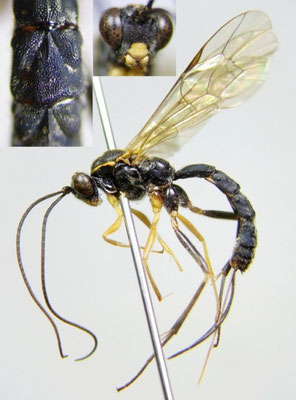 Apophua yamato Watanabe & Maeto, 2014 ♀ [holotype]