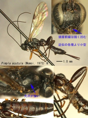 Pimpla acutula (Momoi, 1973) コクロヒラタヒメバチ ♀ [det. Kyohei WATANABE]