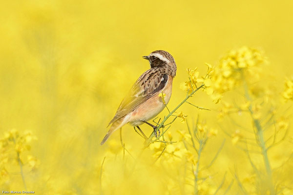 Braunkehlchen an der renaturierten Werbeaue