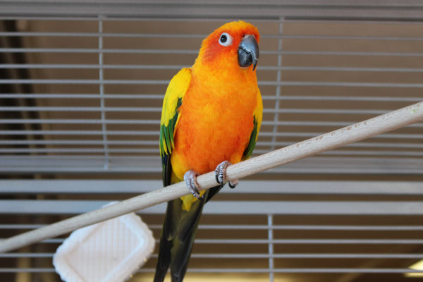 Coco