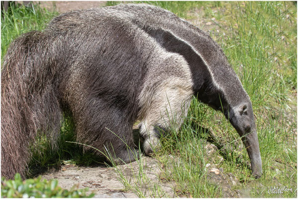 Großer Ameisenbär - Mai 2019