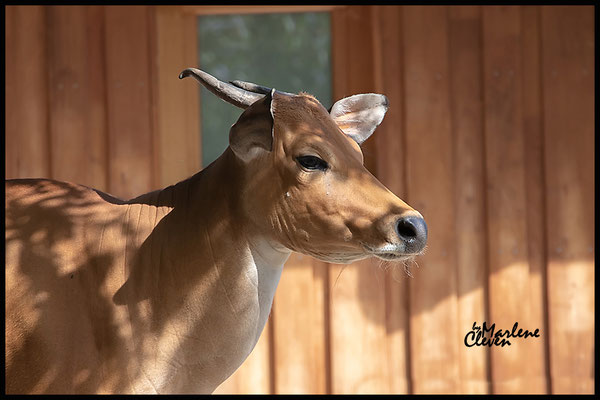 Java Banteng - Aug. 2018