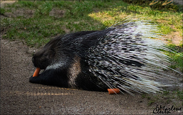 Stachelschwein - Feb. 2016