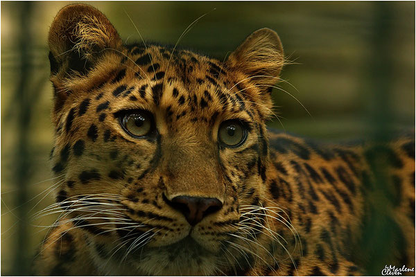 Amurleopard - Sep. 2016