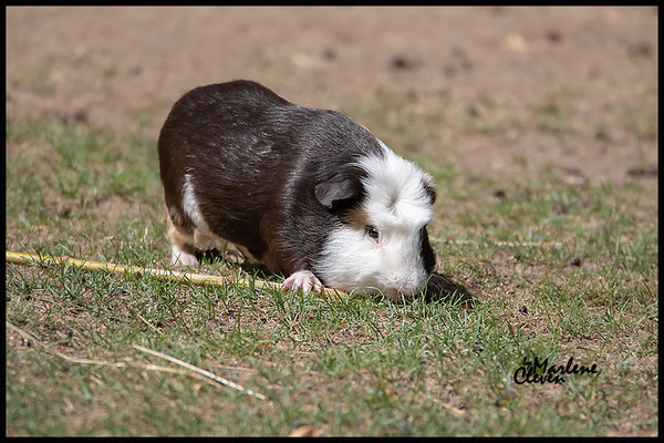 Meerschweinchen - Aug. 2018