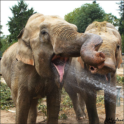 Asiatischer Elefant - Jul. 2016