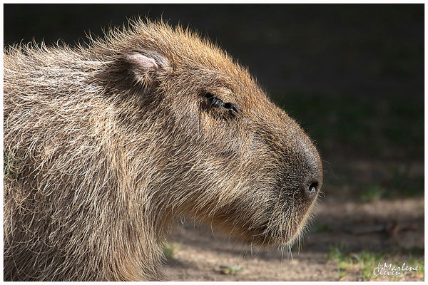 Capybara - Aug. 2018