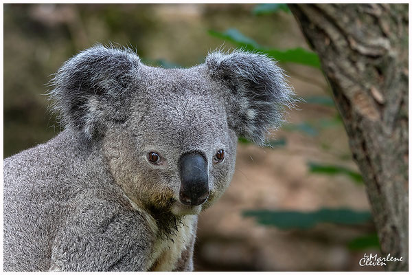 Queensland-Koala - Jun. 2018