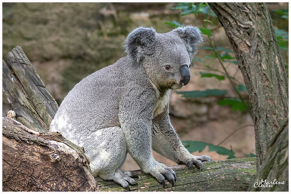 Queensland-Koala -Jun. 2018