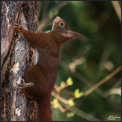 Eichhörnchen - Mrz. 2016