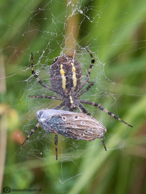 Spinne mit verpacktem Bäuling