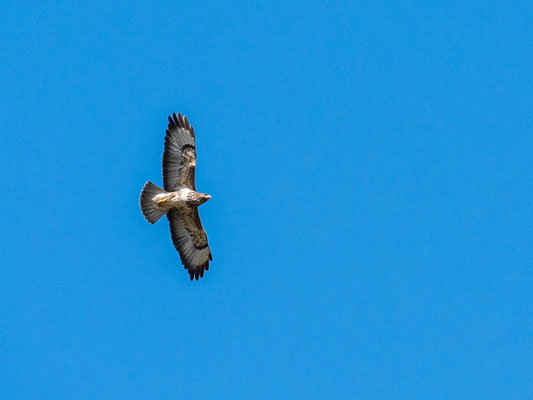 Mäusebussard